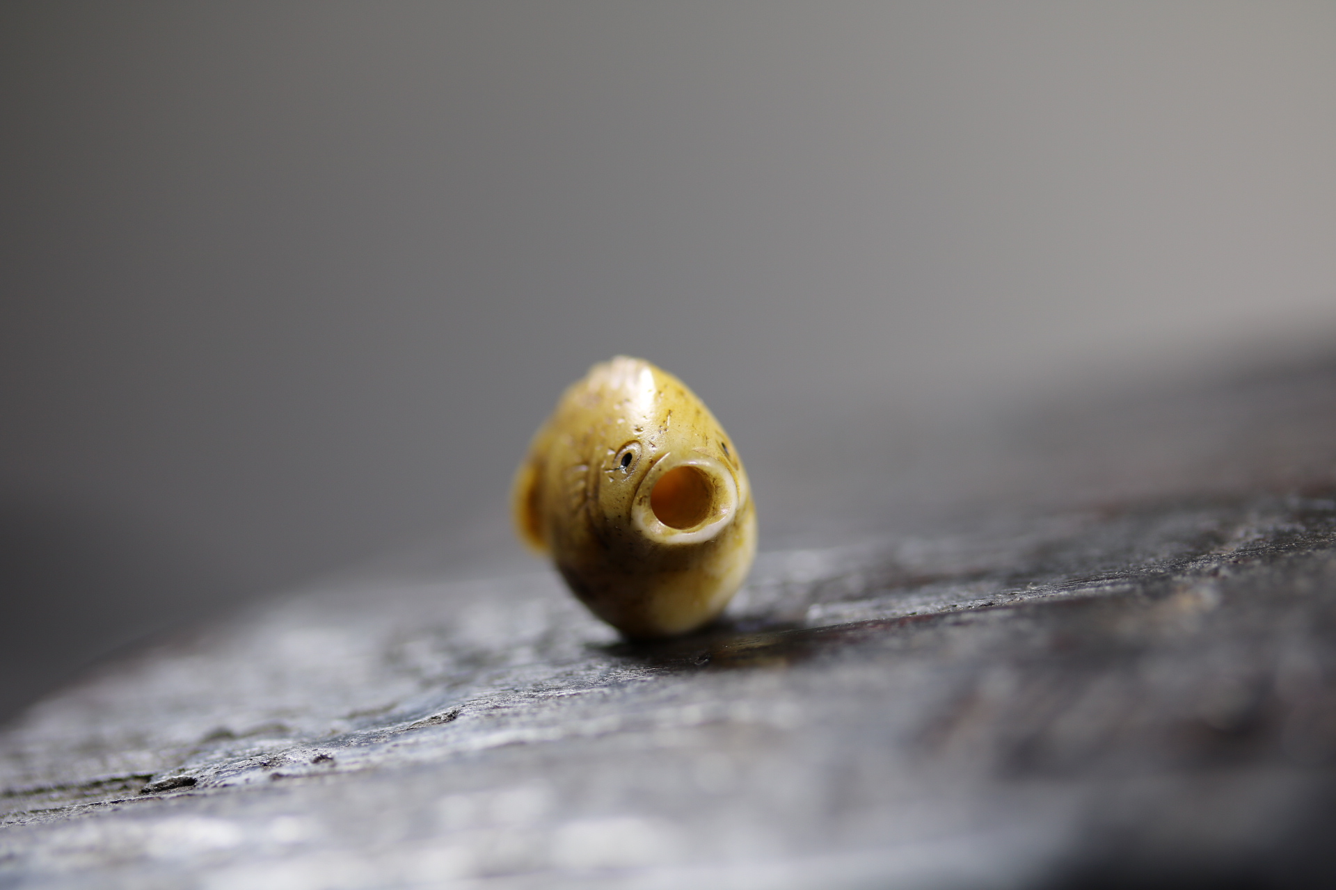 日本昭和小河豚_2024.10.24-4