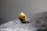 日本昭和小河豚_2024.10.24-4