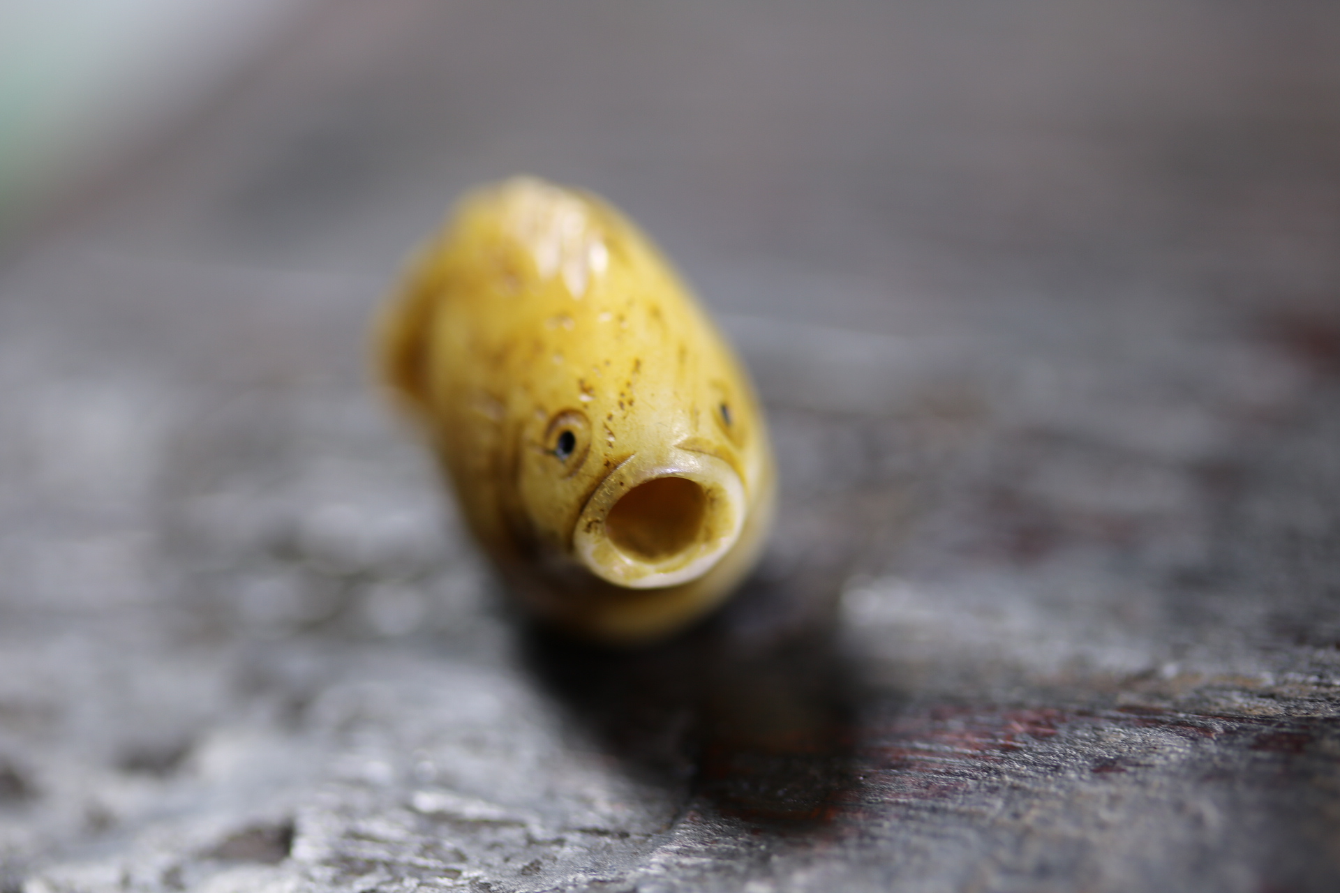 日本昭和小河豚_2024.10.24-5