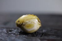 日本昭和小河豚_2024.10.24-6