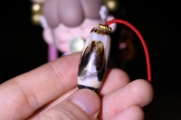 朱砂虎牙天珠_2024.10.28-5