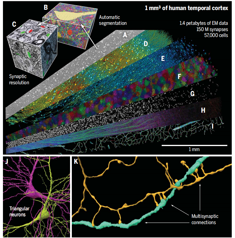 纳米级分辨率下重建的千兆像素人类大脑皮层片段