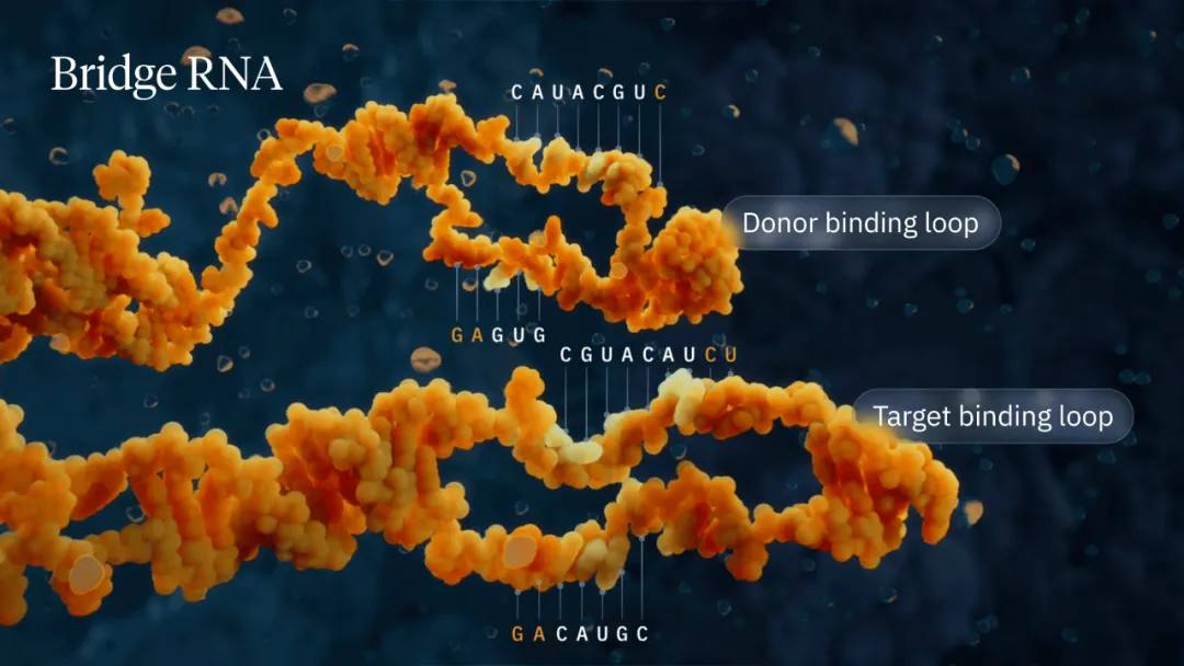 基于Bridge RNA的全新基因编辑技术