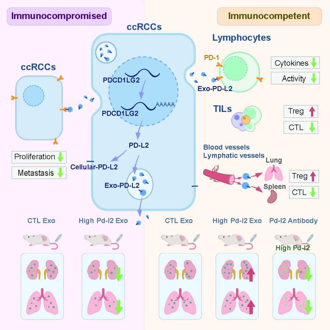 肿瘤来源的外泌体PD-L2通过受损的T细胞功能介导癌细胞的免疫逃逸