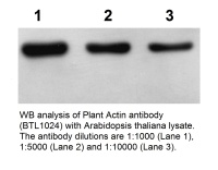 BTL1024