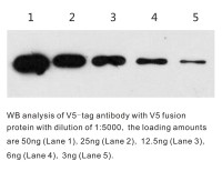BTL1022tagWB-V5tag