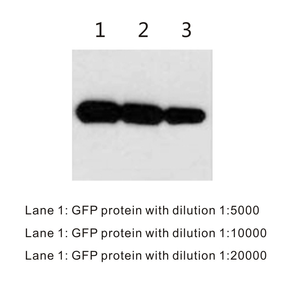 BTL1007-WB-GFPtag