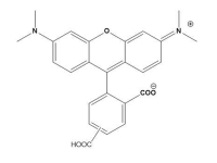 5-6-TAMRA5-6-羧基四甲基罗丹明