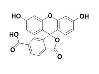 6-FAM6-羧基荧光素