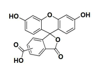 5-6-FAM5-6-羧基荧光素