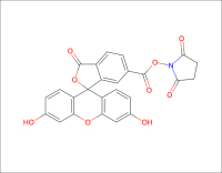6-FAM,SE-6-羧基荧光素琥珀酰亚胺酯-CAS92557-81-8
