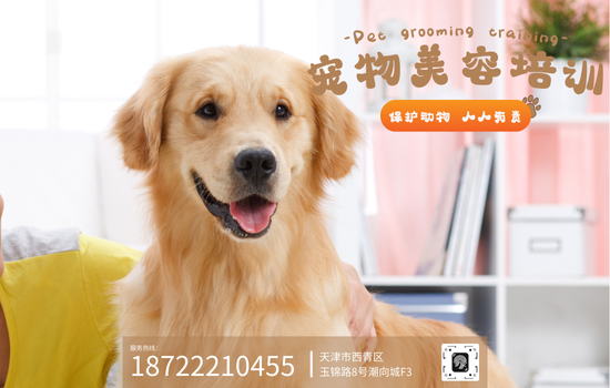天津博涵宠物美容培训学校广告图