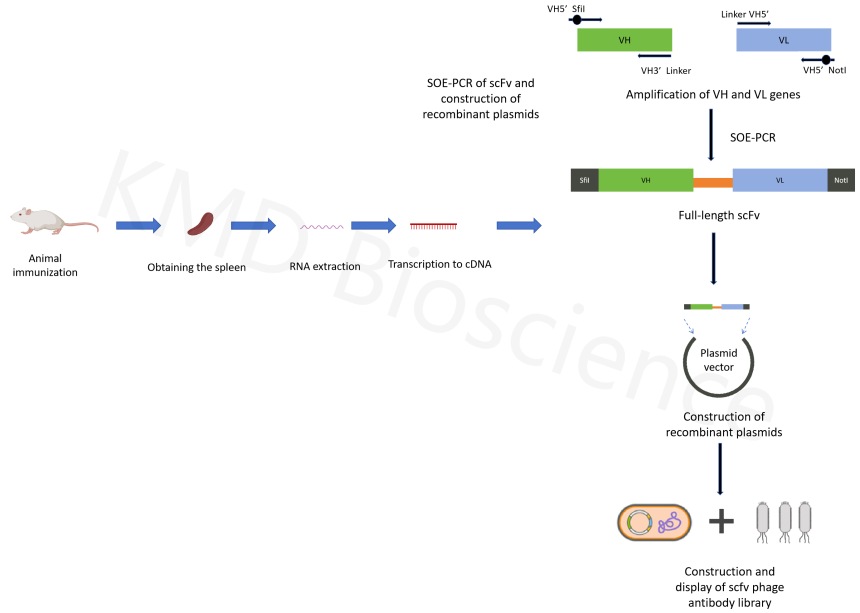 scFv抗体噬菌体展示构建服务流程-卡梅德生物