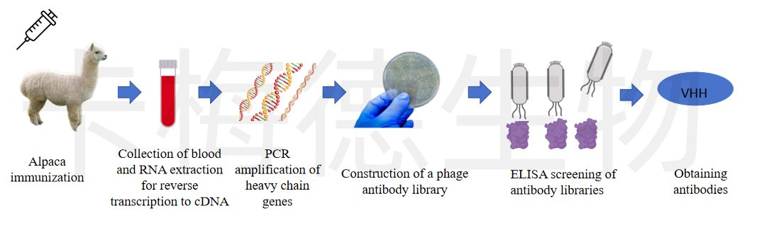 VHH纳米抗体文库构建服务-卡梅德生物