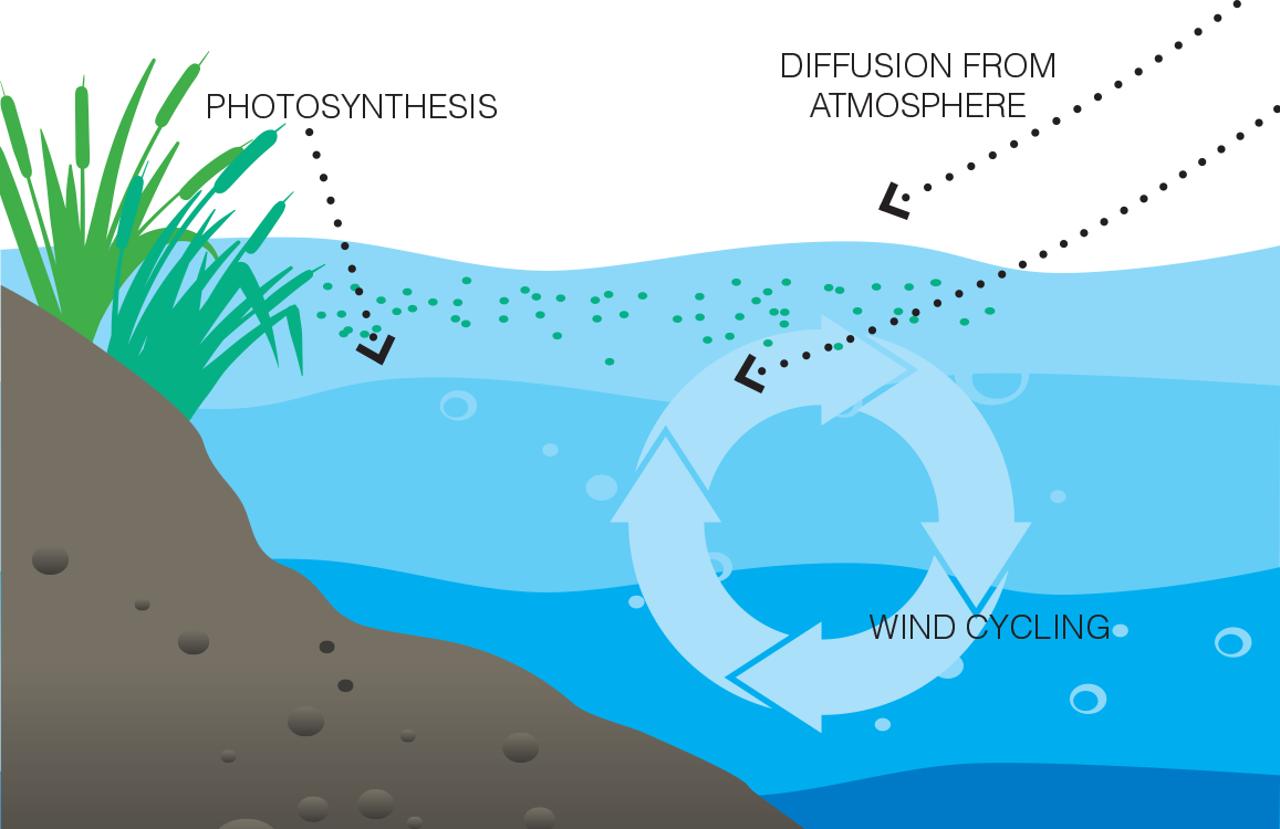 HORIBA 溶解氧(DO)电极在温室内的溶解氧的应用