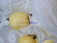 雪梨纸-4