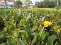 美人蕉