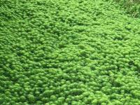 浮叶植物成功案例