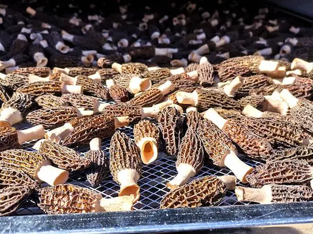 羊肚菌烘干房