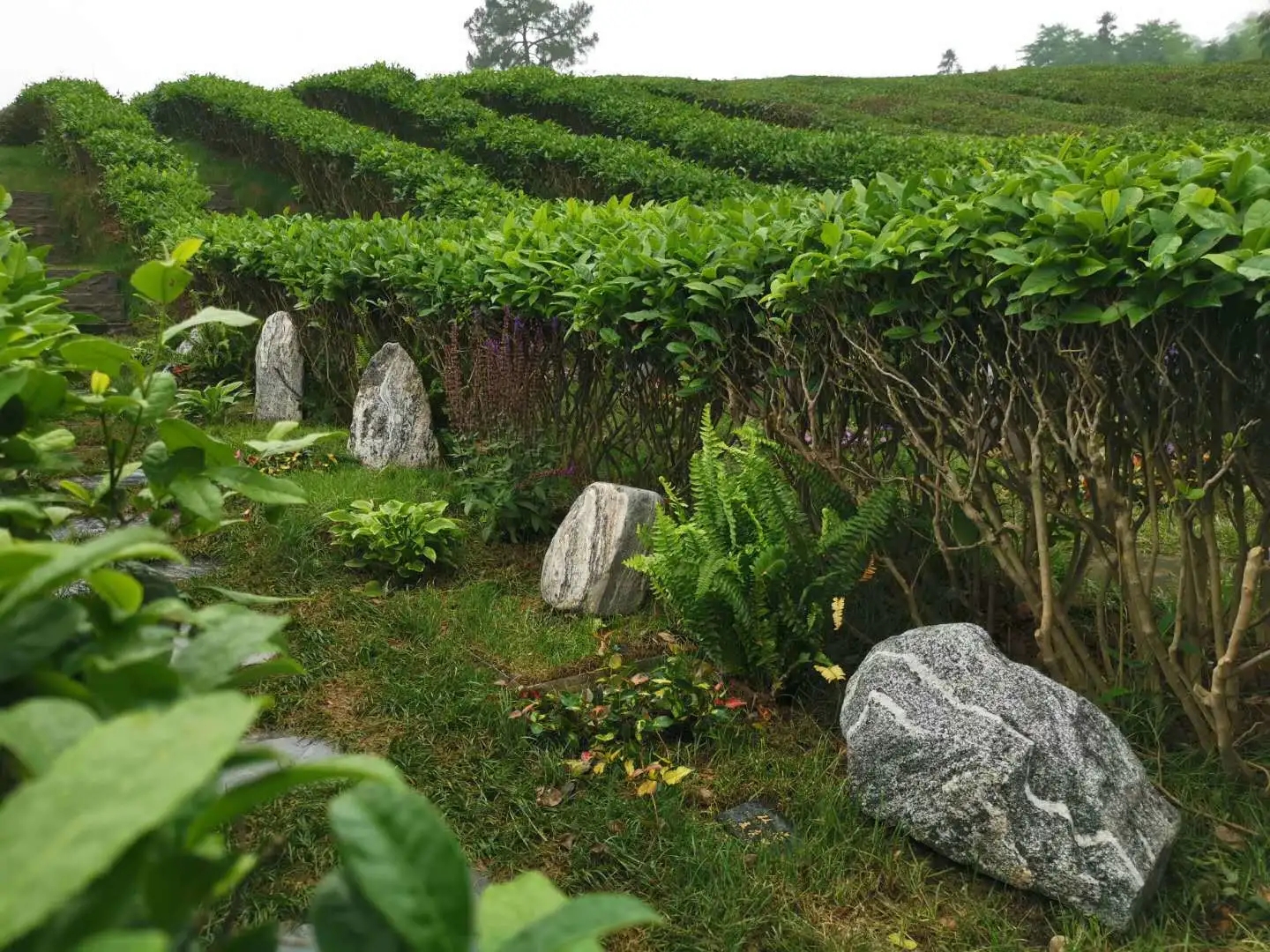 径山茶竹园-微信图片_20240627133213