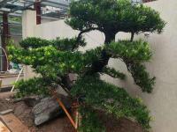 喷灌案例-1-