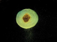 F98654A