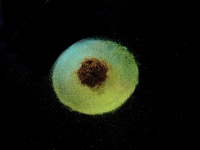 COSMI98654
