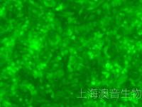 SW620-LUC-211116