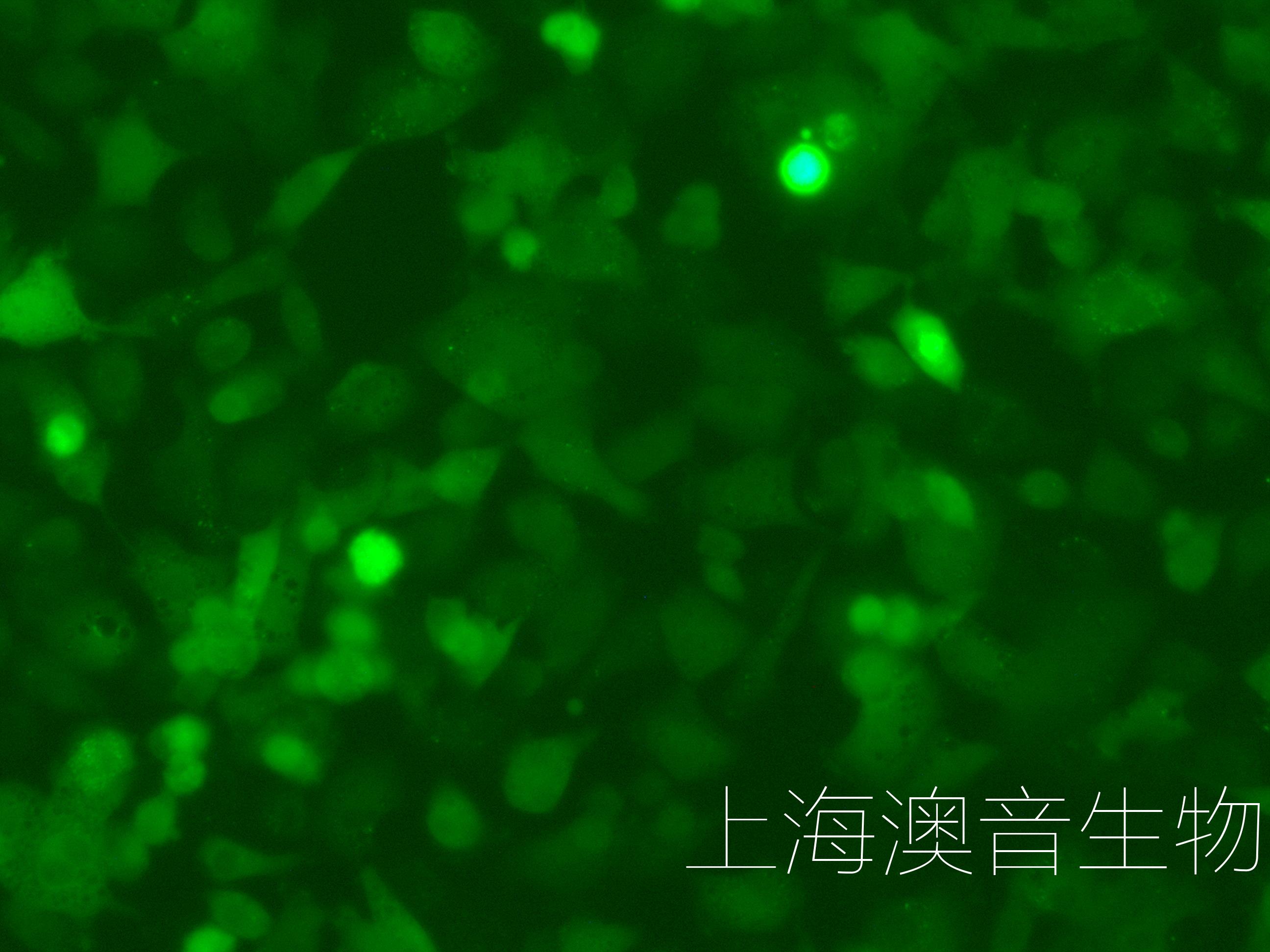 T24-LUC-GFP-220326