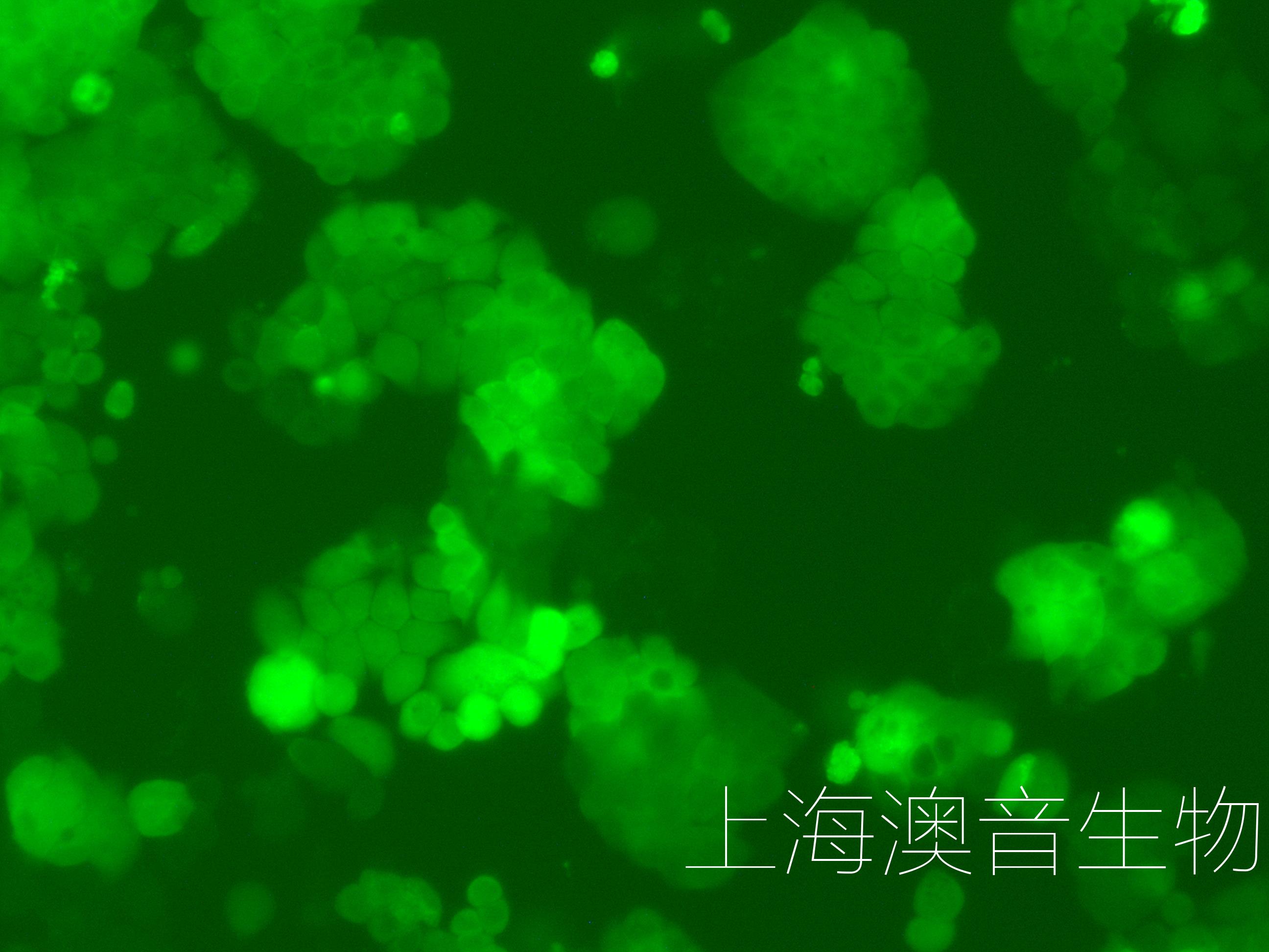 HT-29-LUC-GFP-220707