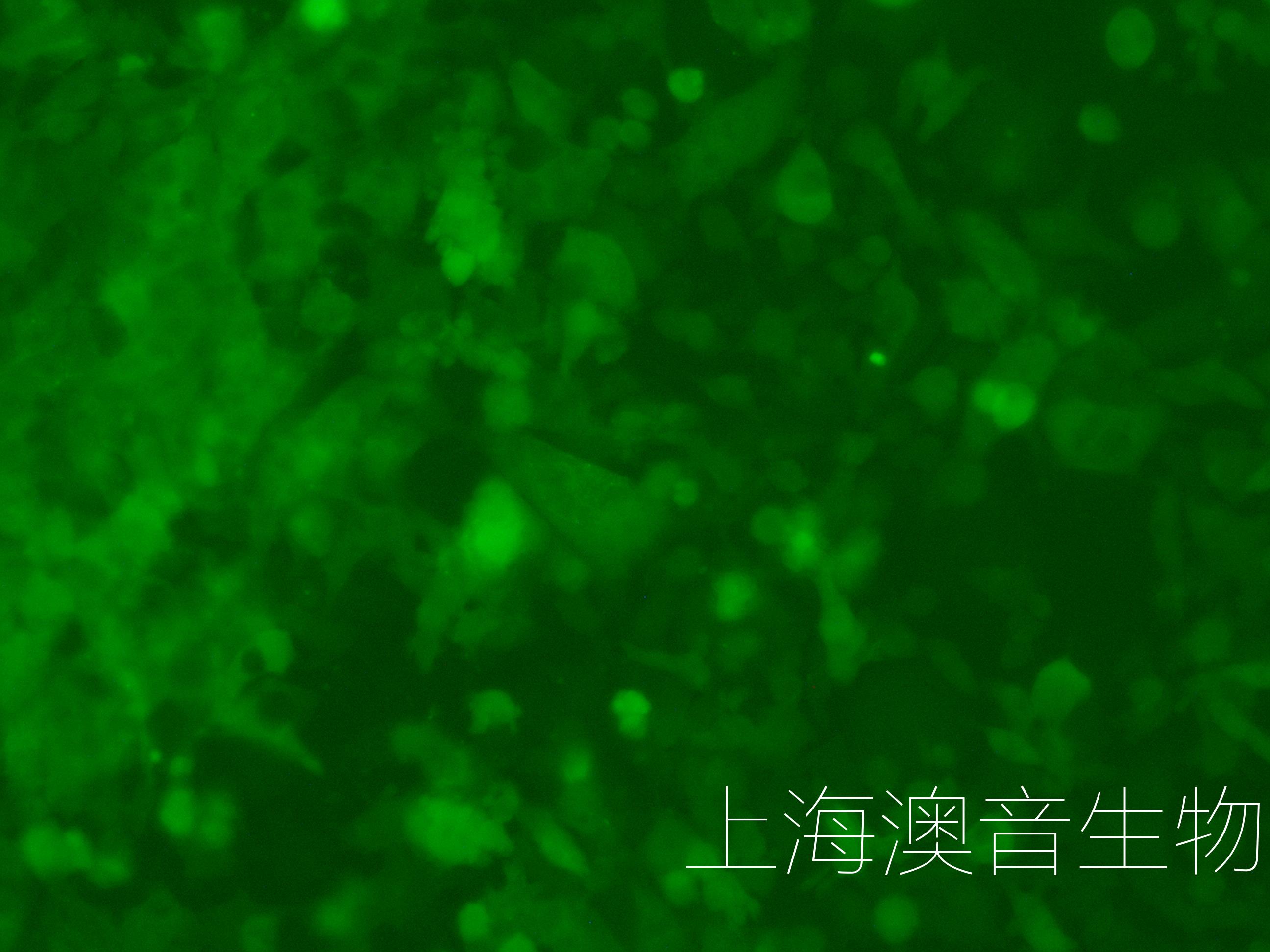 HEPA1-6-LUC-GFP-220629