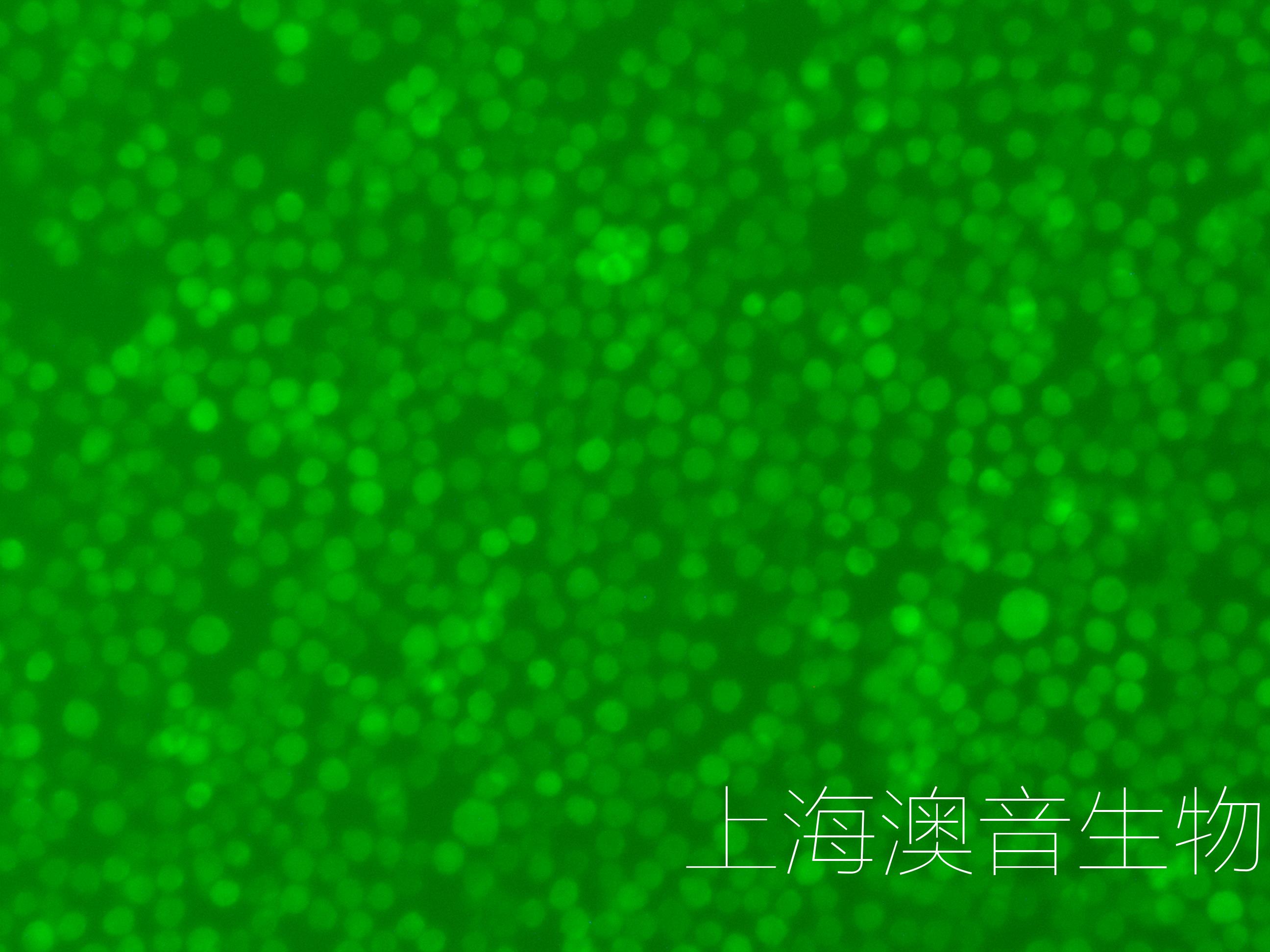 HL60-LUC-GFP-220706