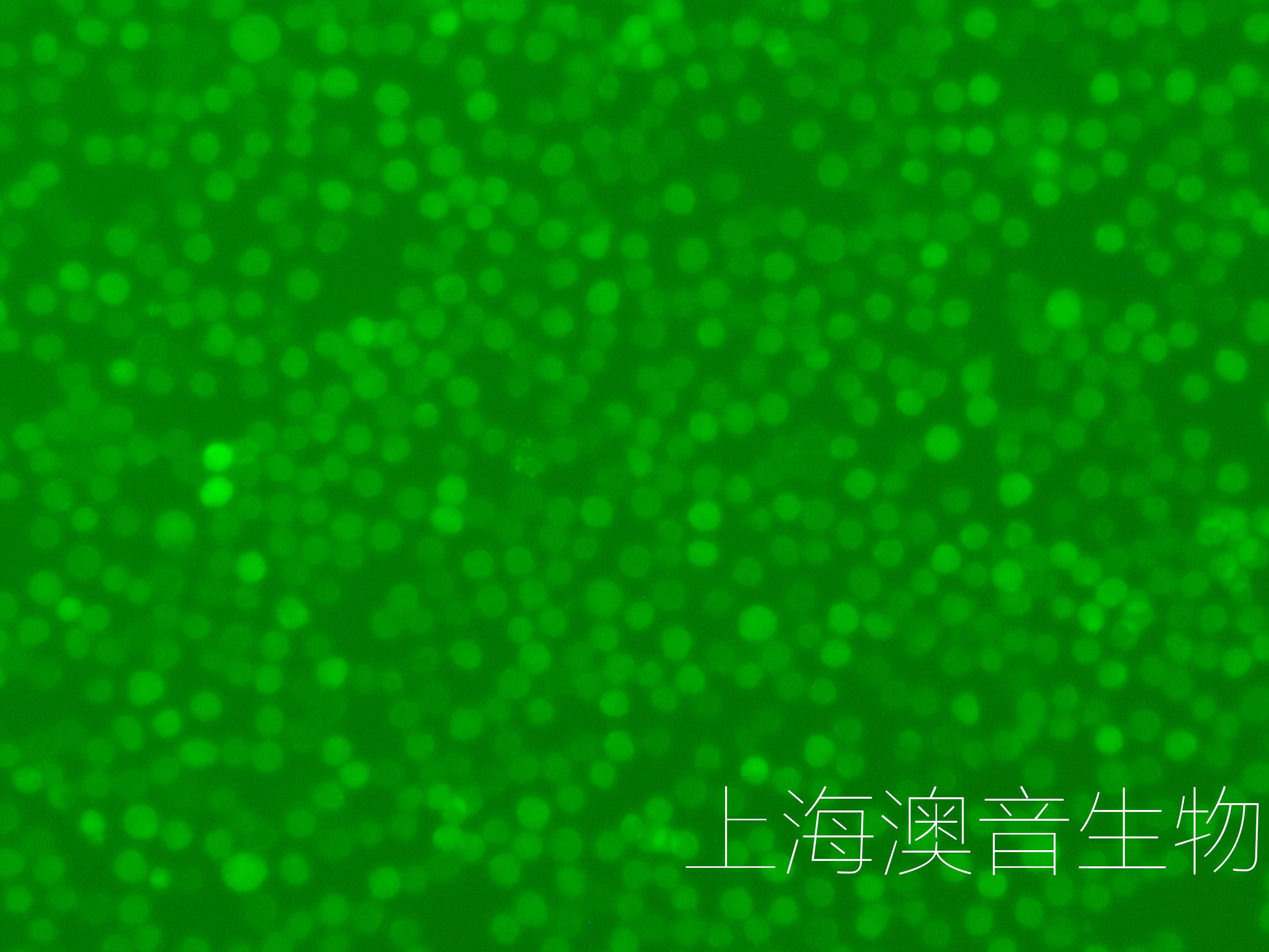 HL60-LUC-GFP-220706-1