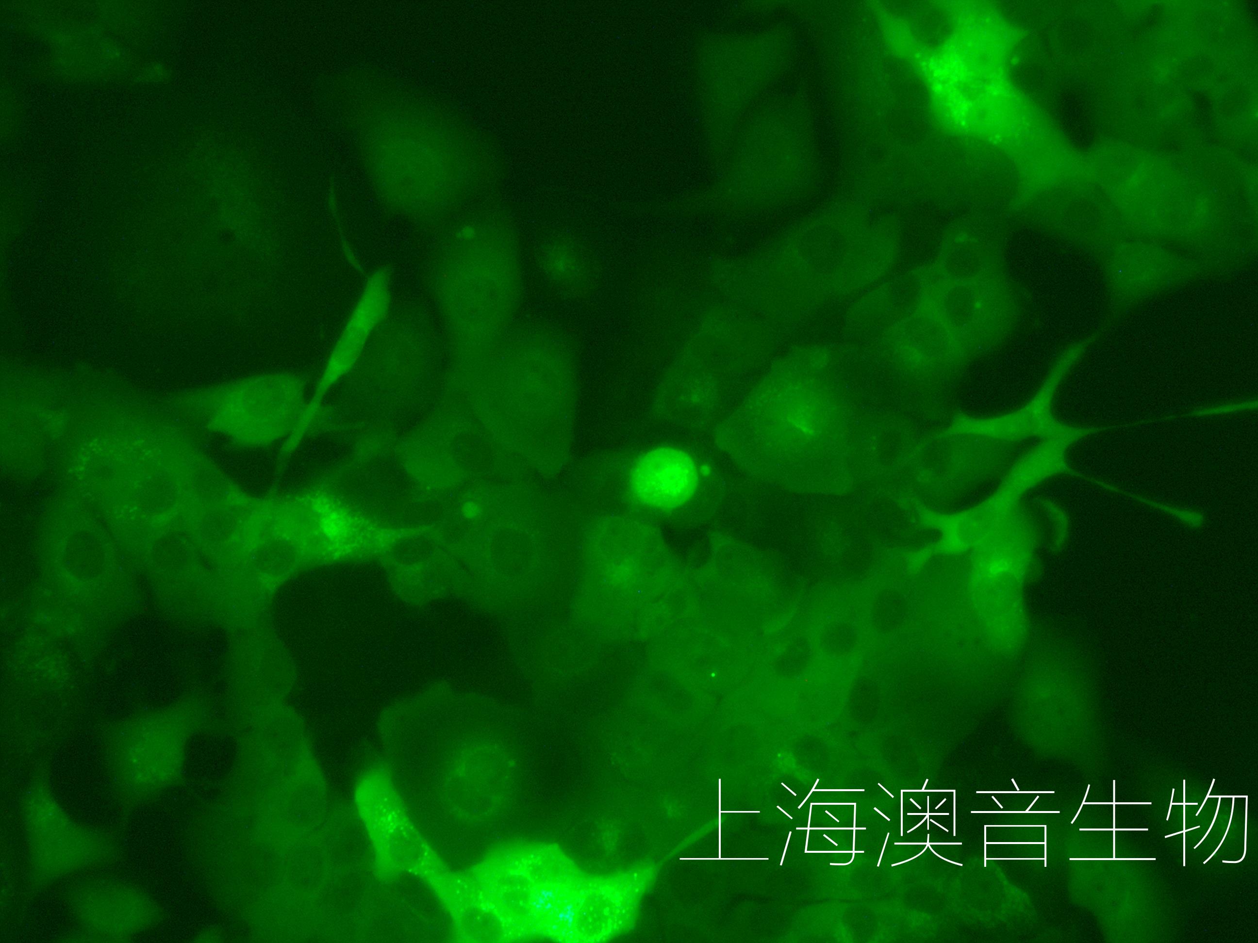 HCC827-LUC-GFP-220701