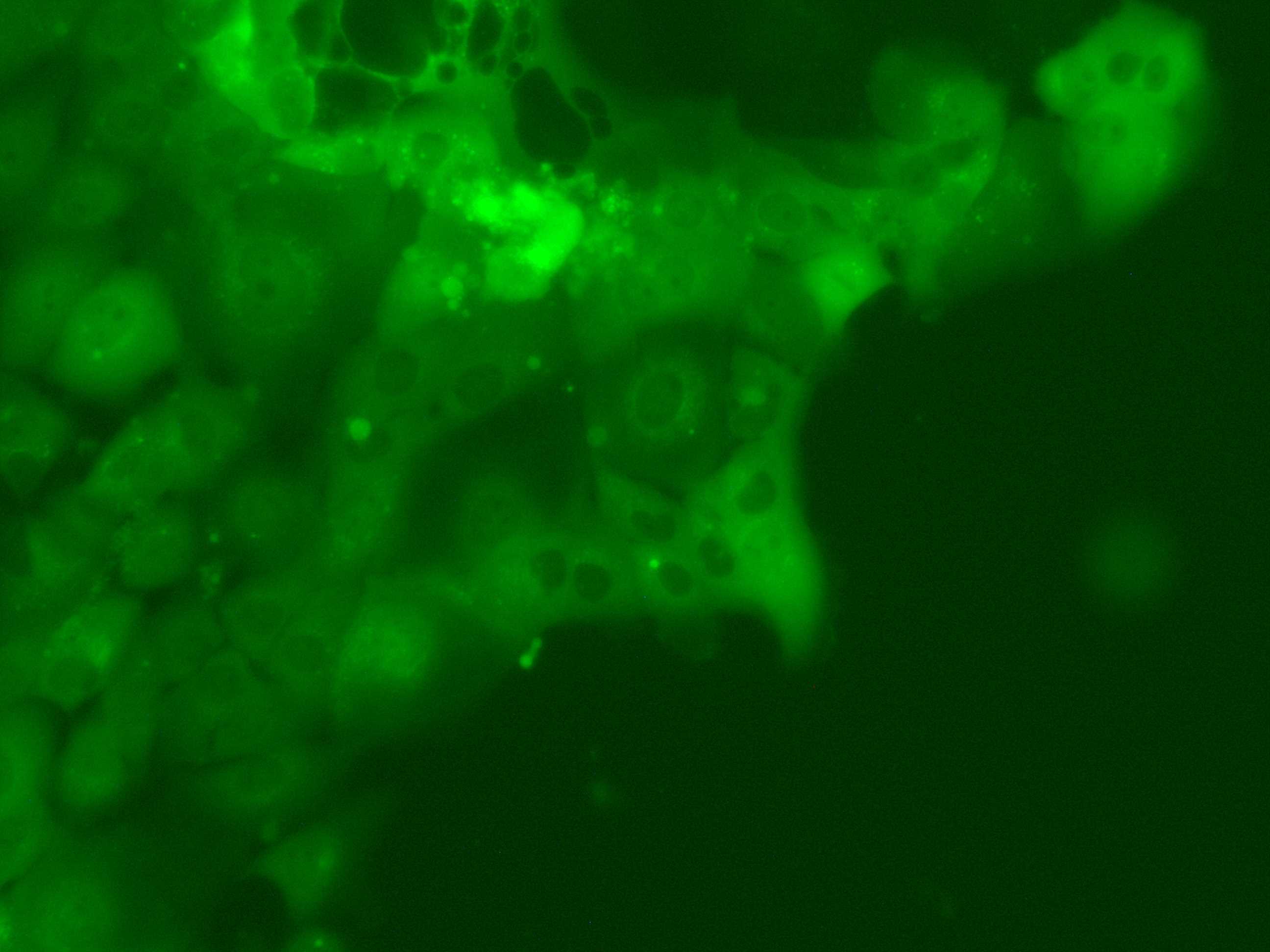 HCC8278-LUC-GFP-220623