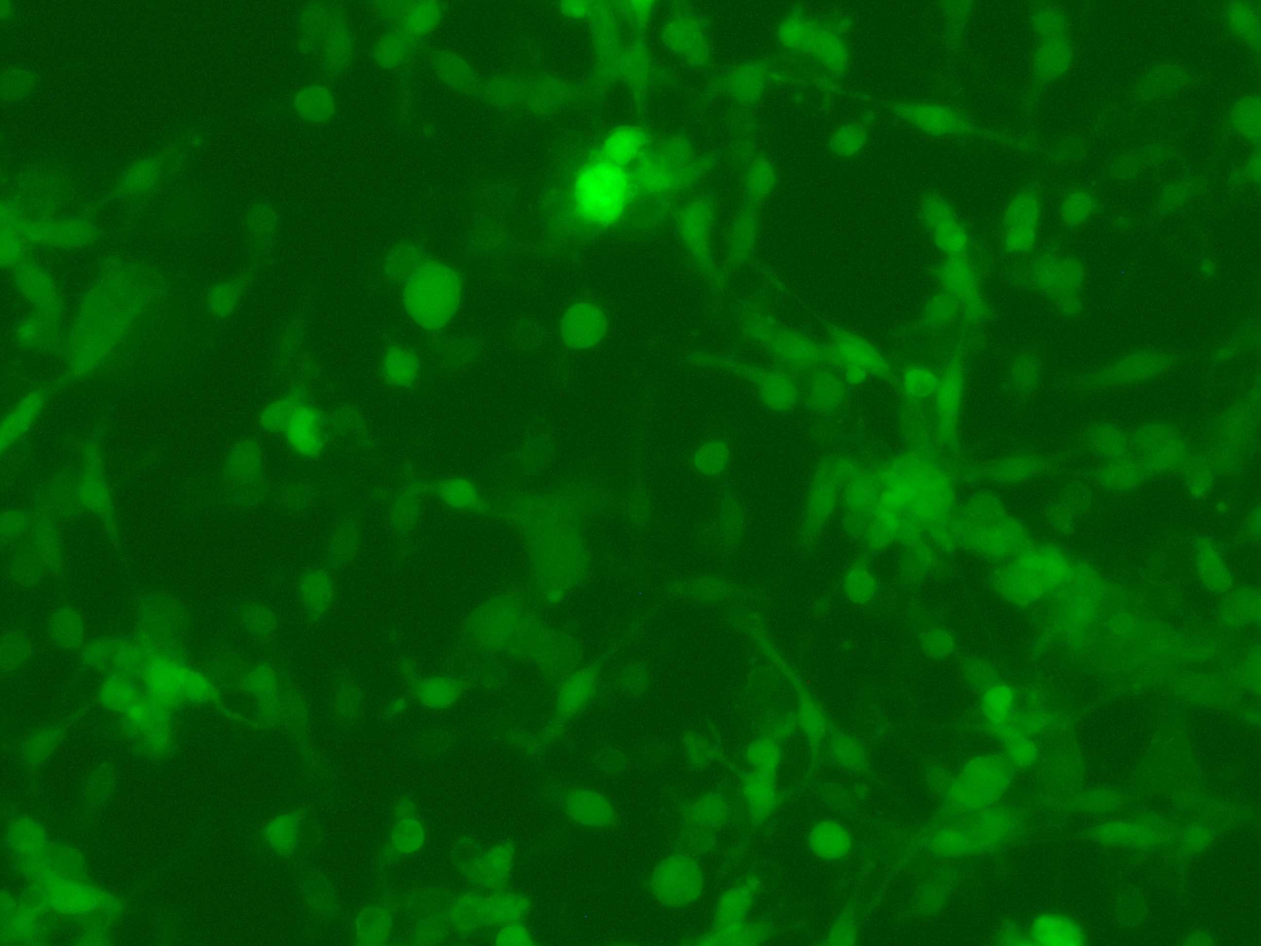 CT26-GFP-220627-1