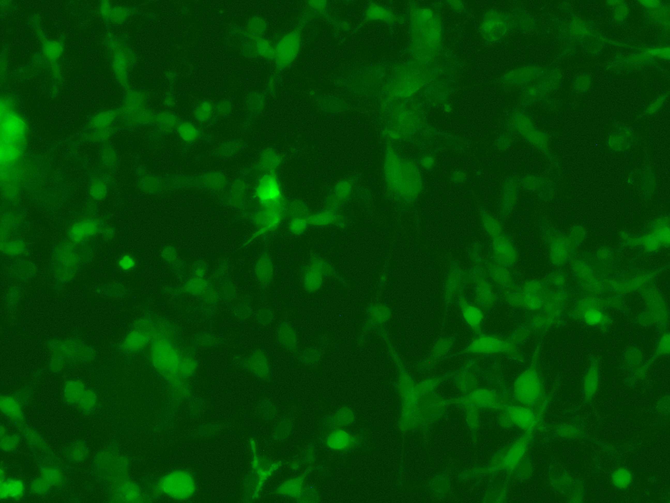 CT26-GFP-220627