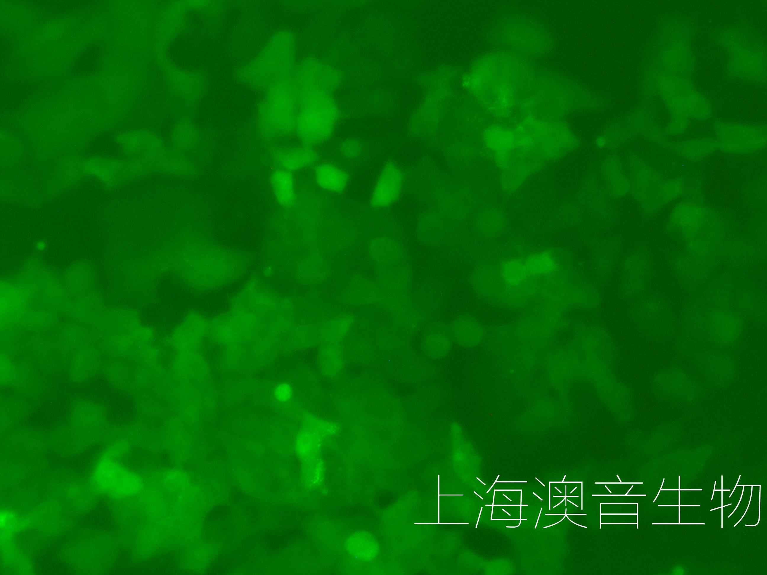 MCF7-LUC-GFP-220707