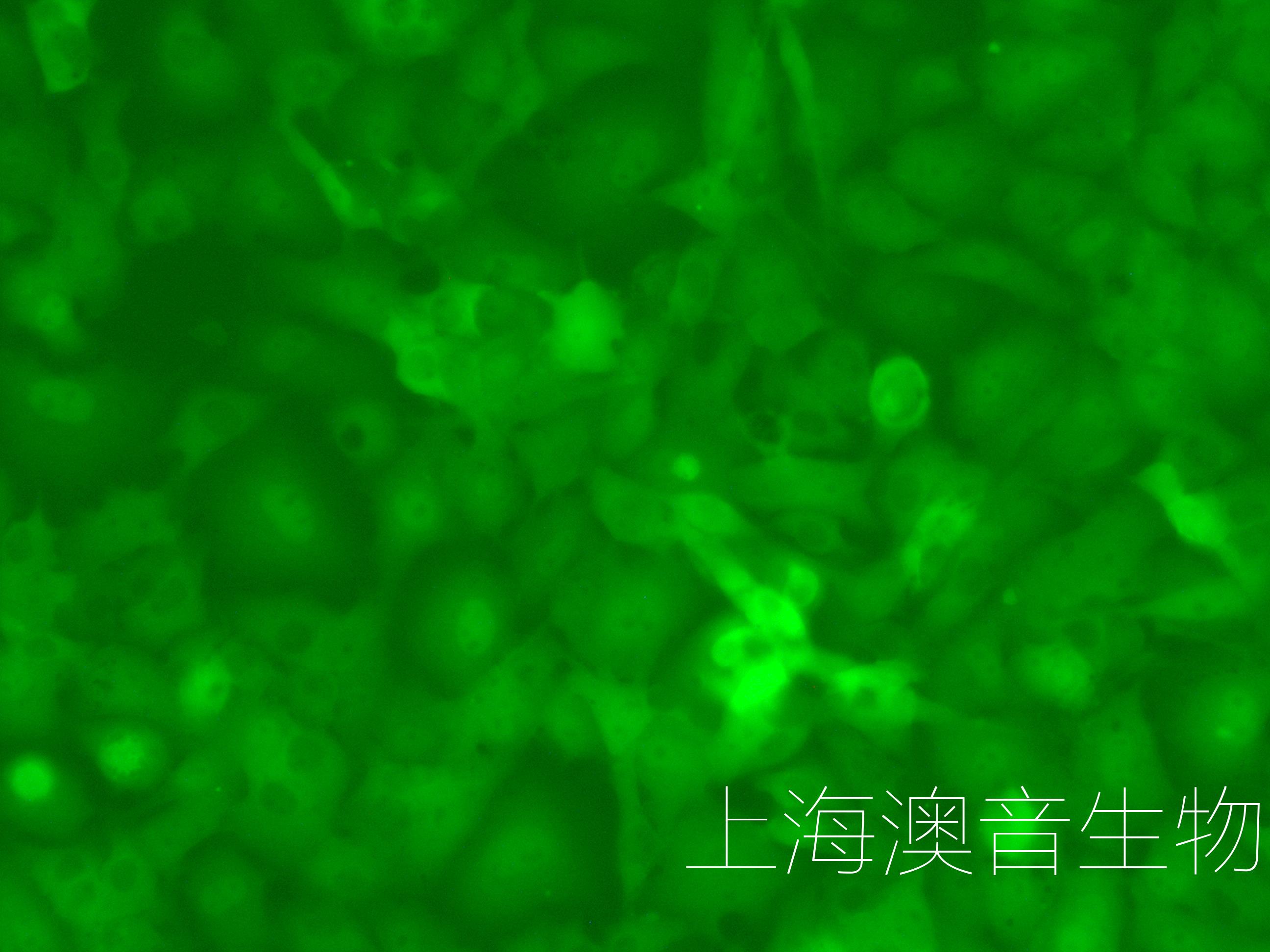 B16F10-LUC-GFP-220802