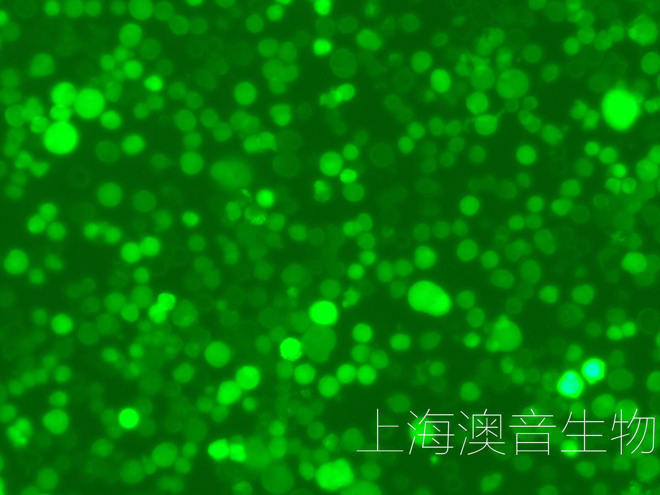 H22-LUC-GFP-220802-1