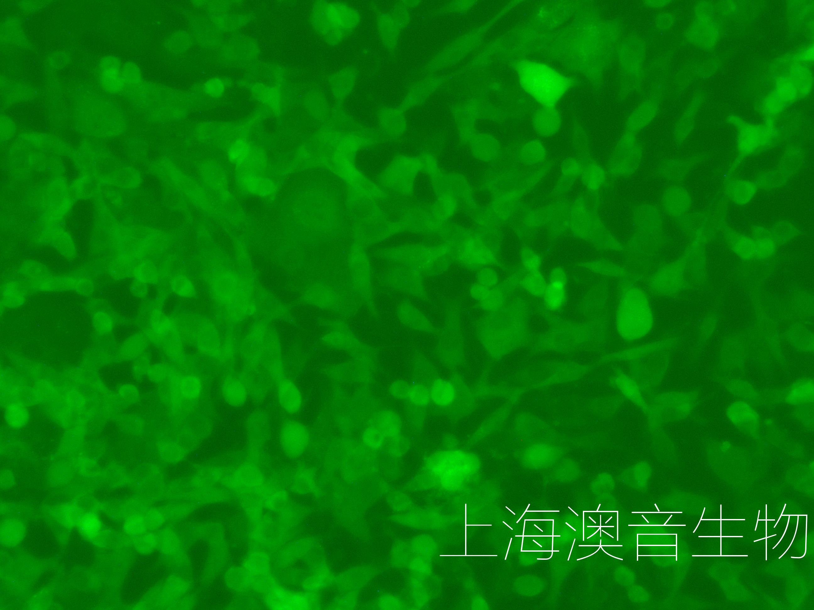 MC38-LUC-GFP-220728