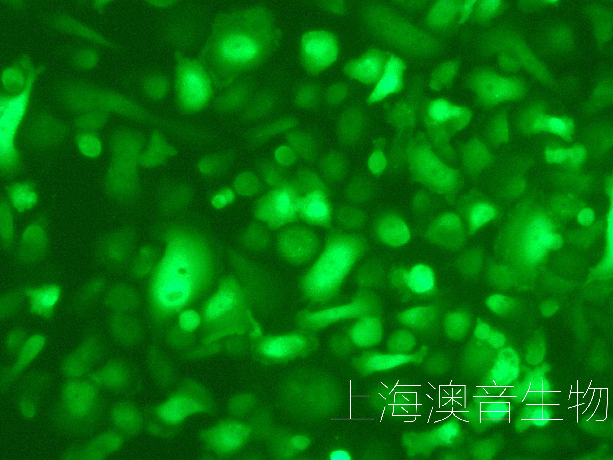 PC-3-LUC-GFP-P-220724