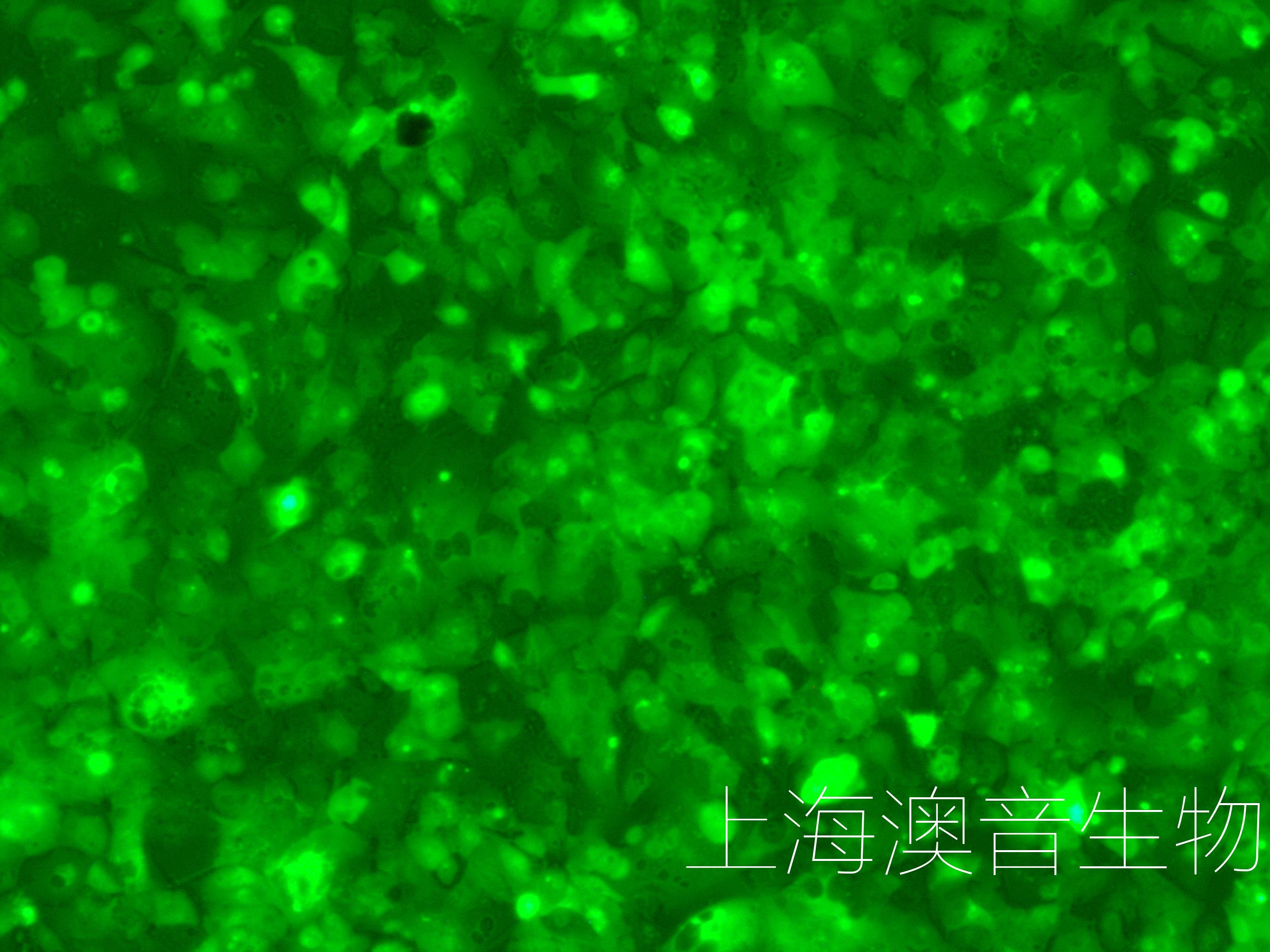 97H-LUC-GFP-220809