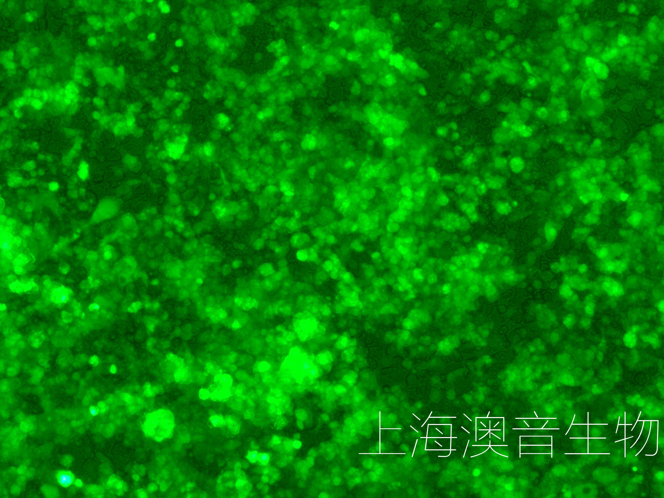 MKN45-GFP-220809