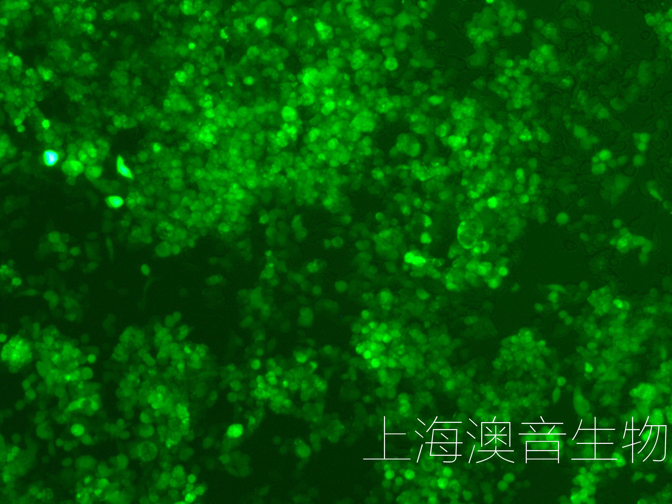 MKN45-GFP-2208011