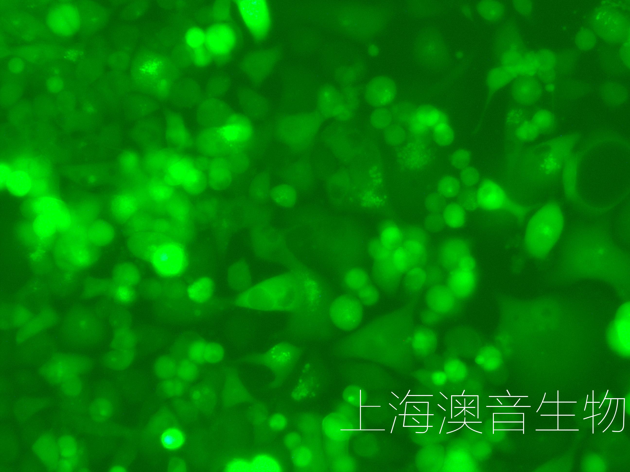 PANC-1-LUC-GFP-220808