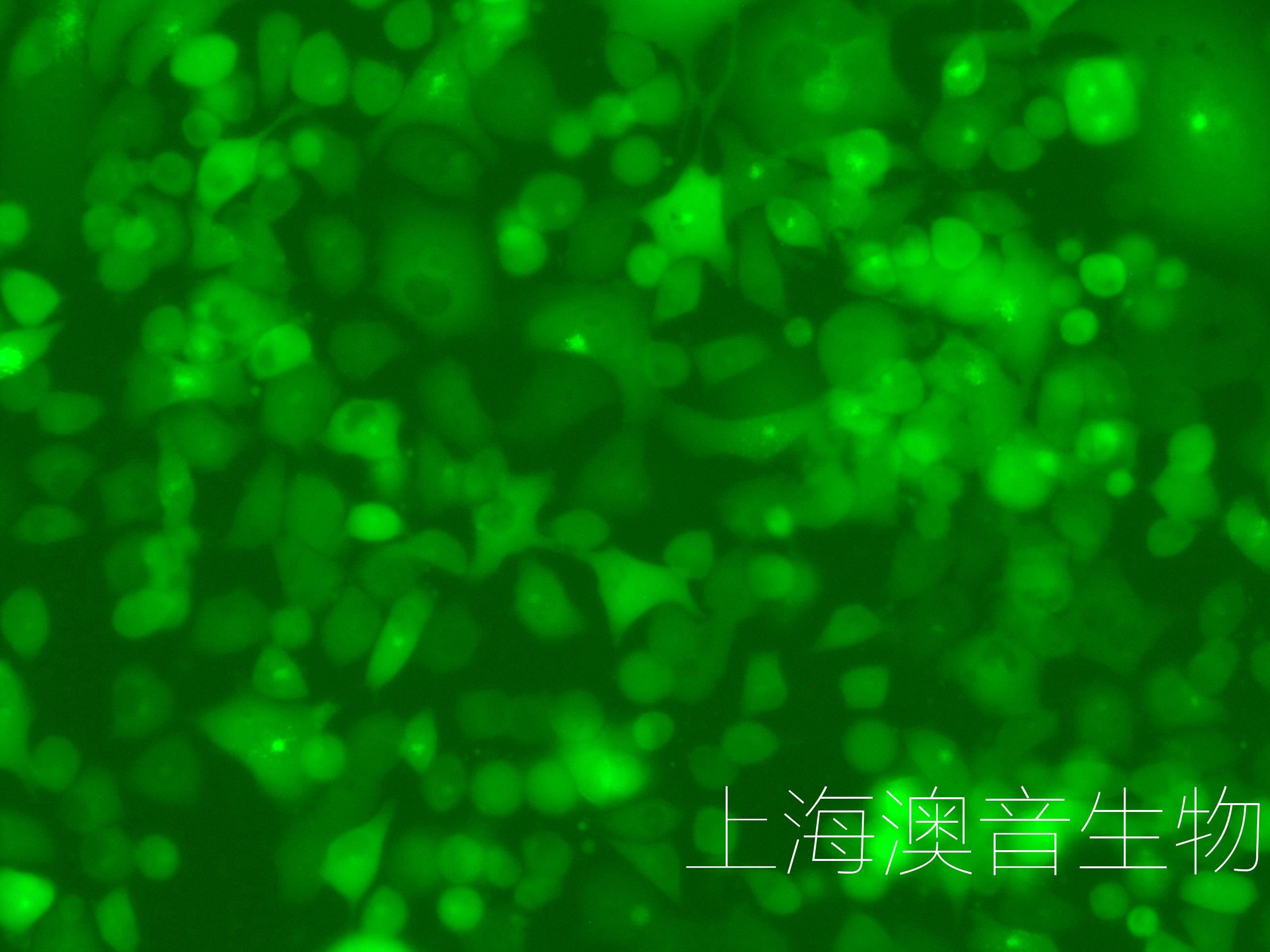 PANC-1-LUC-GFP-2208011