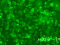 PANC-1-LUC-GFP-2208011