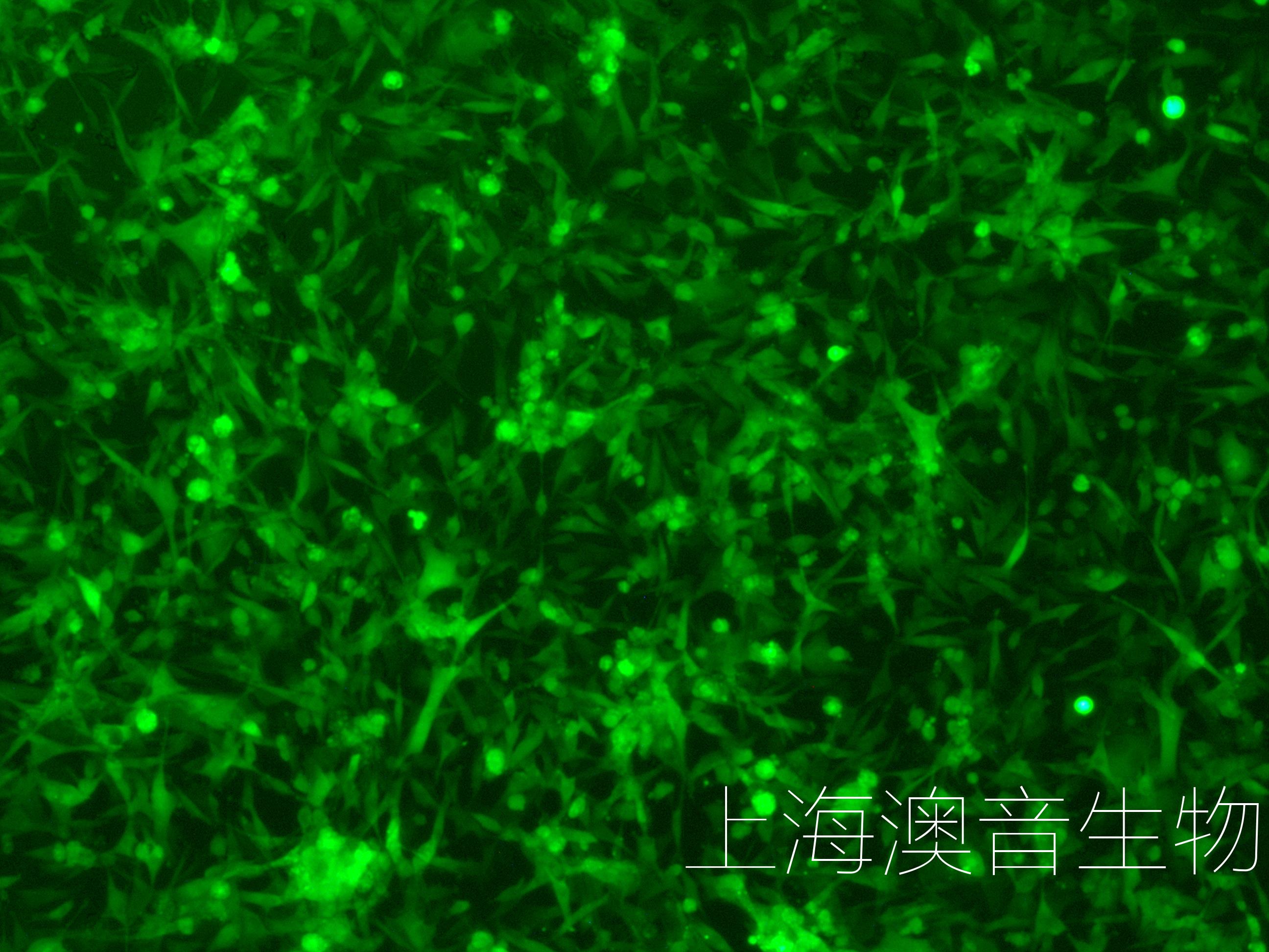 U87-LUC-GFP-220817