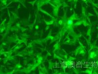 U87MG-LUC-GFP-220818